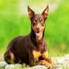 Brown Australian Kelpie Dog diamond painting