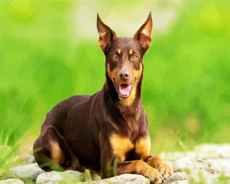 Brown Australian Kelpie Dog diamond painting