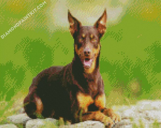 Brown Australian Kelpie Dog diamond painting