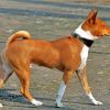 Brown Basenji Dog diamond painting