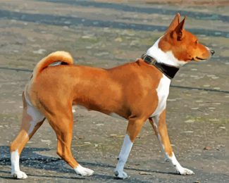 Brown Basenji Dog diamond painting