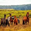 Brumby Horses diamond painting