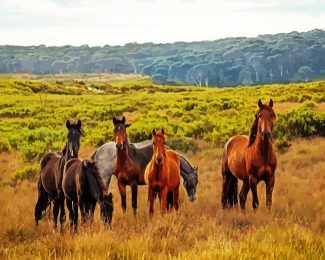 Brumby Horses diamond painting