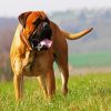 Bullmastiff Dog diamond painting