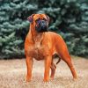 Bullmastiff diamond painting