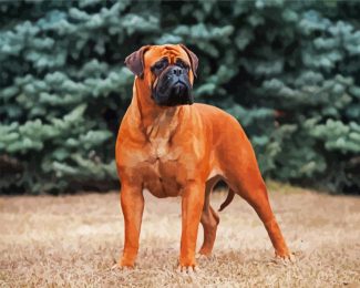 Bullmastiff diamond painting