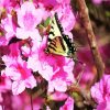 Butterfly On Azaleas Flower diamond painting