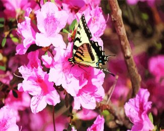 Butterfly On Azaleas Flower diamond painting