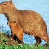 Capybara Rodent diamond painting