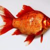 Carp Goldfish diamond painting