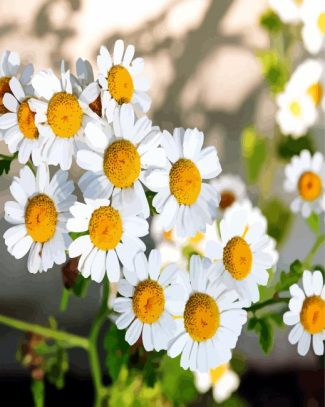 Chamomile Flowers diamond painting