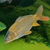 Common Carp Fish diamond painting