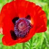 Coquelicot Poppy diamond painting