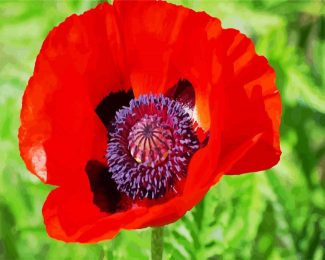 Coquelicot Poppy diamond painting