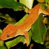 Crested Gecko Lizard diamond painting