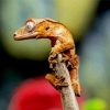 Crested Gecko diamond painting