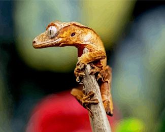 Crested Gecko diamond painting