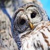 Cute Barred Owl diamond painting