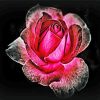 Dark Velvet Rose diamond painting