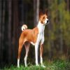 Dog Bread Basenji diamond painting