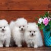 Eskimo Puppies diamond painting