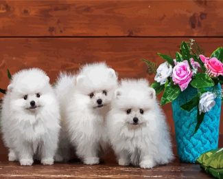 Eskimo Puppies diamond painting