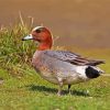 Eurasian Wigeon Male diamond painting