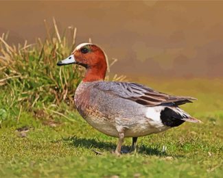 Eurasian Wigeon Male diamond painting