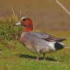 Eurasian Wigeon Male diamond painting