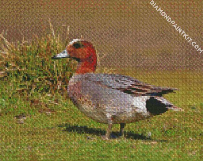 Eurasian Wigeon Male diamond painting