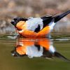 Eurasian Bullfinch In The Water diamond painting