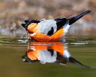 Eurasian Bullfinch In The Water diamond painting