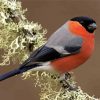 Eurasian Bullfinch diamond painting