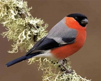 Eurasian Bullfinch diamond painting