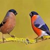 Eurasian Bullfinches diamond painting