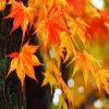 Fall Foliage Leaves diamond painting