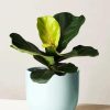 Fiddle Leaf Fig Plant Pot diamond painting