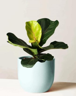 Fiddle Leaf Fig Plant Pot diamond painting