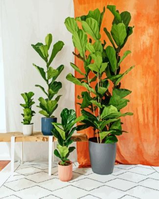 Fiddle Leaf Fig Plant diamond painting