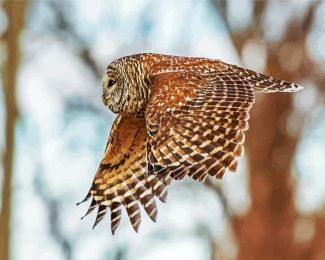 Flying Barred Owl Bird diamond painting