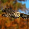 Flying Barred Owl diamond painting