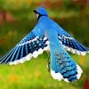 Flying Blue Jay diamond painting