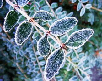 Frost On Leaves diamond painting