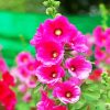 Fuchsia Hollyhocks diamond painting