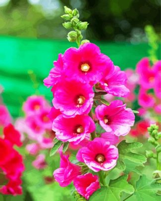 Fuchsia Hollyhocks diamond painting