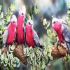 Galah Birds diamond painting