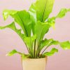 Green Birds Nest Fern diamond painting