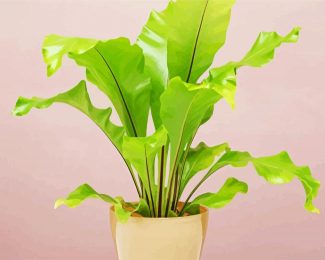 Green Birds Nest Fern diamond painting