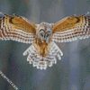 Barred Owl Flying diamond painting