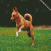 Basenji Dog Animal diamond painting